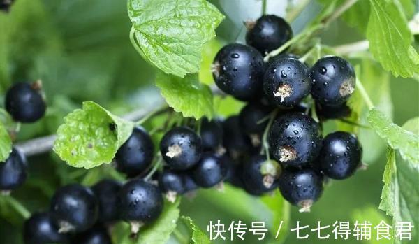 衰老|适合秋季吃的3种食物,排毒养颜,延缓衰老,有益健康