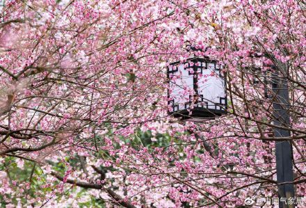 “樱”你而绽放，春来好花枝