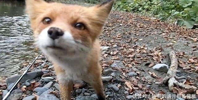 山溪钓鱼,一只狐狸流着口水紧紧地跟着