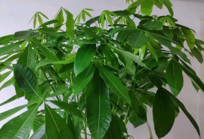 木槿|5种花好养易活，最适合懒人养，不用管也能开花爆盆