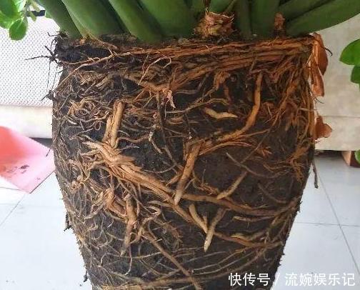 养花挑盆很关键摸清6种材质的优劣,轻松选好花草的''新家''