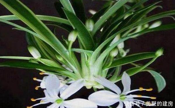 盆栽文竹和吊兰,盆里加勺“它”,10天用一次效果惊掉下巴