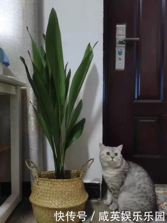 植株|五种小盆栽,耐阴又好养,办公室养几盆,增财运、旺事业