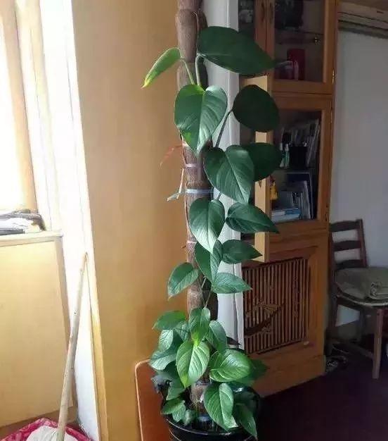 婆婆在家用绳子养绿萝，全家人都笑话，结果家里变成绿森林