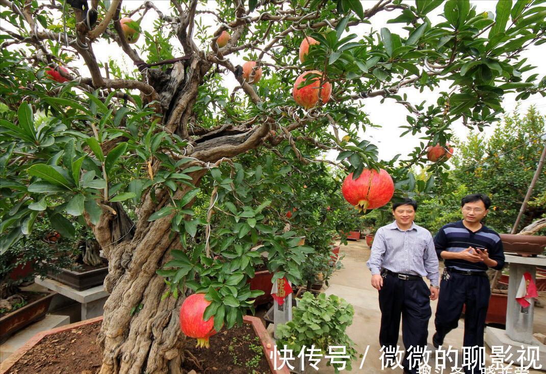 7种“旺宅树”，家有空地建议种一棵，能吃好看，旺财添福寓意好