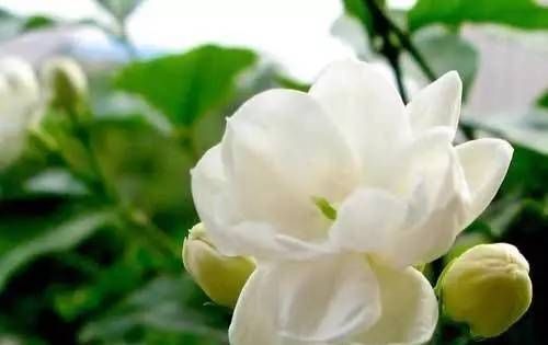茉莉花|茉莉中的极品,比栀子香10倍,庭院养一株,香飘满园,不种后悔