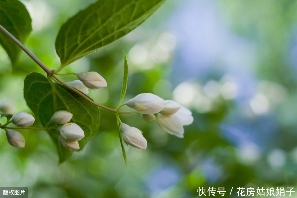 养分|夏天想让茉莉花开花多，做好“晒、追、剪”，开的花又白又香