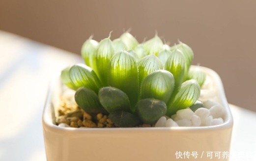 养多肉要挑“惹眼”的,养花人喜欢这“3种”,高端精致还好养活!