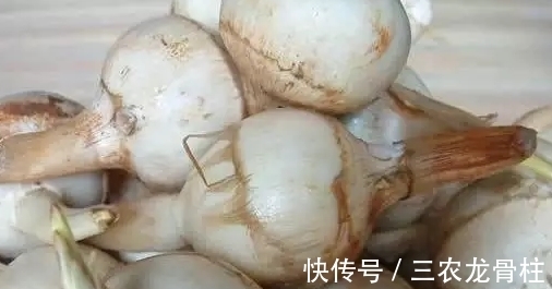 野菜|农村一种野菜,喜欢生长在水边,好吃而且能当药材,一斤卖20块