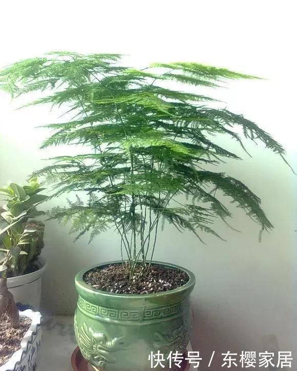 2种小药片，砸碎扔水里浇花，不烂根，不黄叶，花卉越长越旺