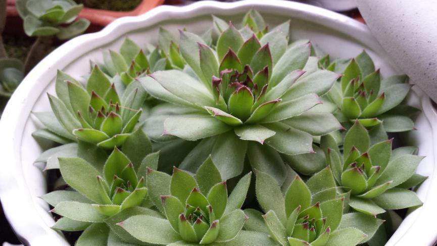 花土|多肉植物观音莲，下崽都是一圈又一圈的，夏季盆栽需谨记3点