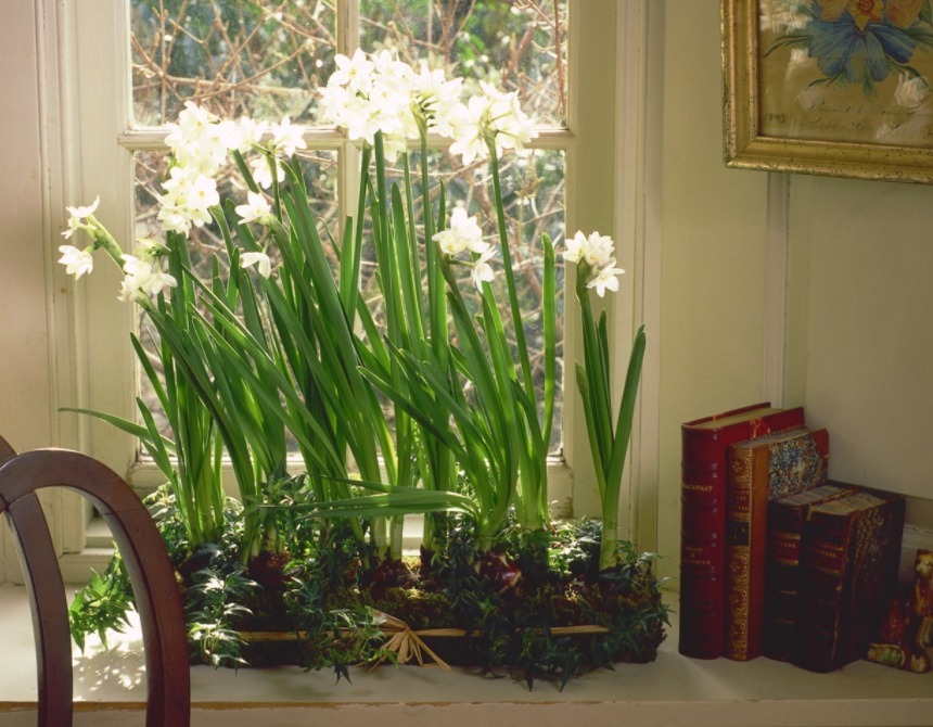 肥料|室内养花，弄错这3件事，植物长不好，主人爱生病