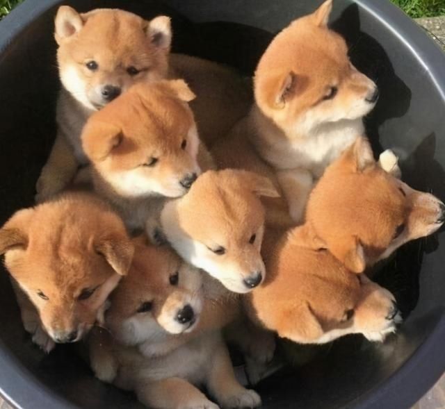 狗怀孕几个月生小狗
