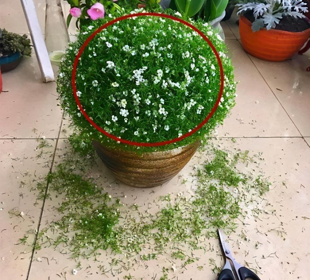 栀子花|6种“漂亮花”,7月不修剪,后悔一整年