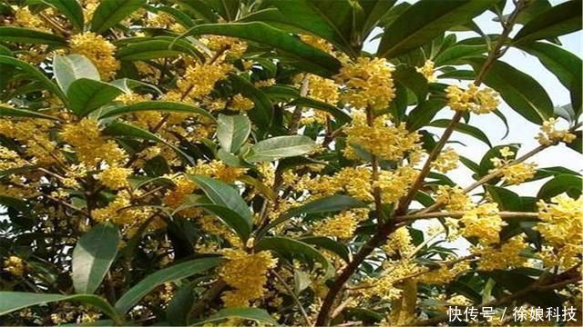 石榴树|俗语“门前有三树,家兴富三代”,是哪三种树农村其实很常见