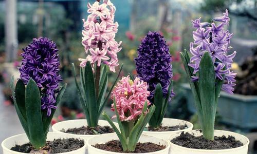 盆土|老花农分享的几个养花口诀,了解掌握,安全过冬,啥花都能活!