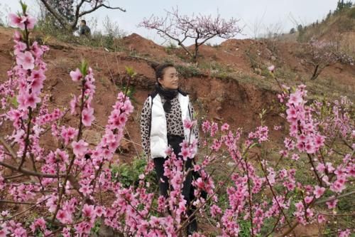 成都“神仙”赏花地：满山桃花开，树荫下吃鸡！