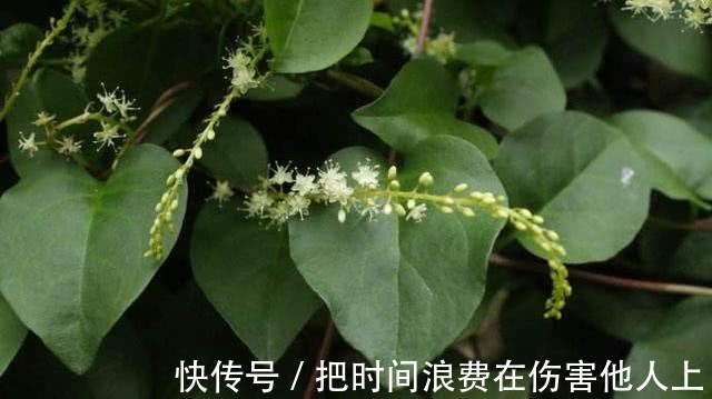 降血压|农村这种野菜,清热解毒,保护肝脏,是降血压的良方