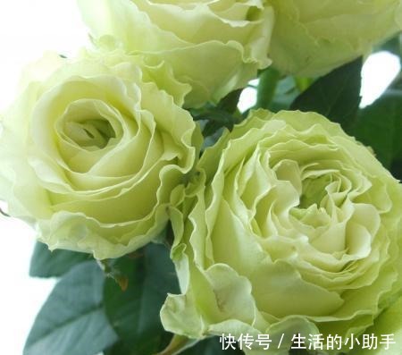 25款包子型月季,花开永不败,大花好养又丰花,新手推荐种植!