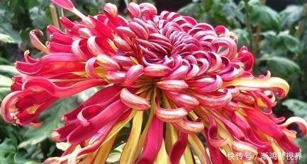 晚镜|喜欢菊花,不如养盆“菊中珍品”晚镜红妆,花姿妖艳 洁雅高贵