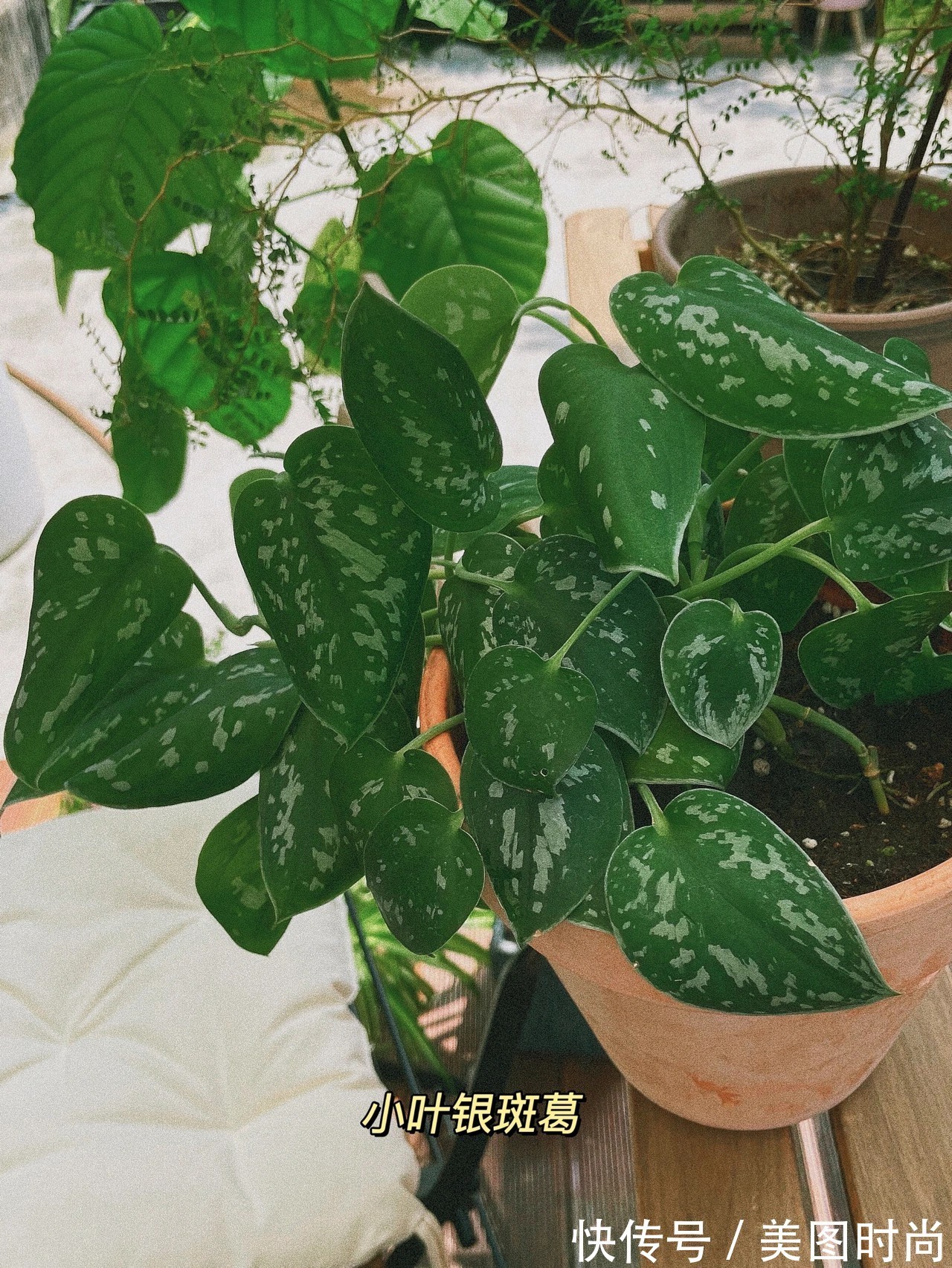 花园|花了两万块,用了7天时间改造40㎡一楼花园,分享花园改造过程