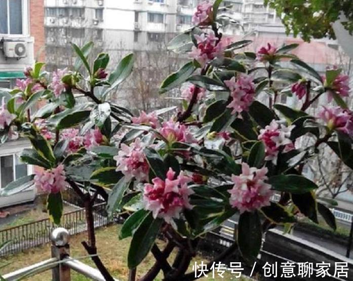 补肥|秋天养这4种花，及时喂点大补肥，新芽呼呼长，春节开爆盆