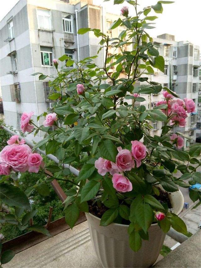 屋顶花园养月季,注意“浇水施肥修剪”,一棵开300朵,花开不断