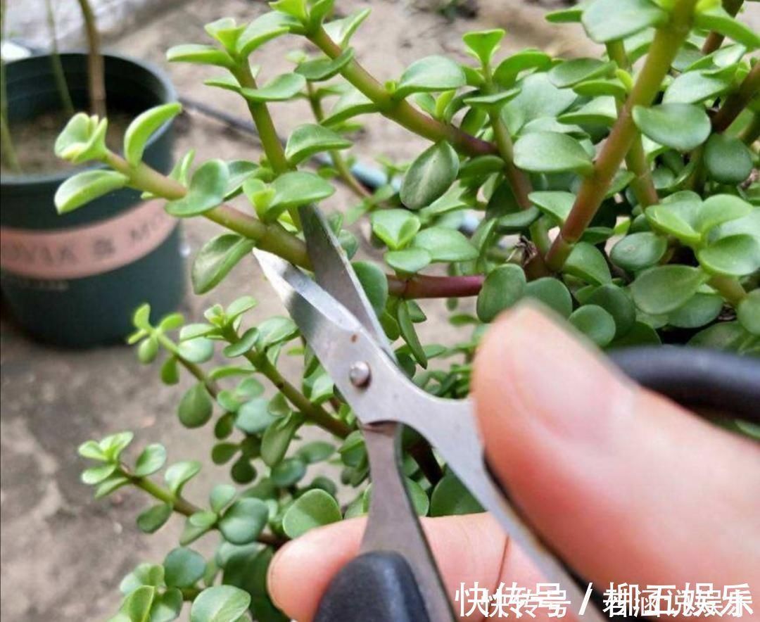 枝条|养金枝玉叶盆景,要舍得修剪枝条,株型才能越来越美观