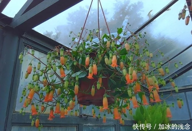 长寿花吊起来养,开出千朵小灯笼,叮叮当当过大年