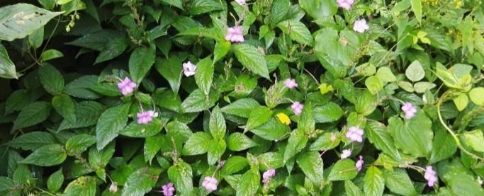 这种能续筋接骨的草药,长在路边,竟无人认得,中医,真的式微了