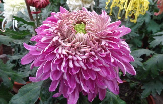 花大色艳|花大色艳花期长,满屋芳香四溢,养在家里超合适的