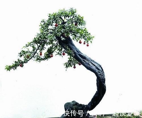 弹子|李大爷喜欢上山找树桩,样子奇形怪状也能变身,最后变成大气盆景