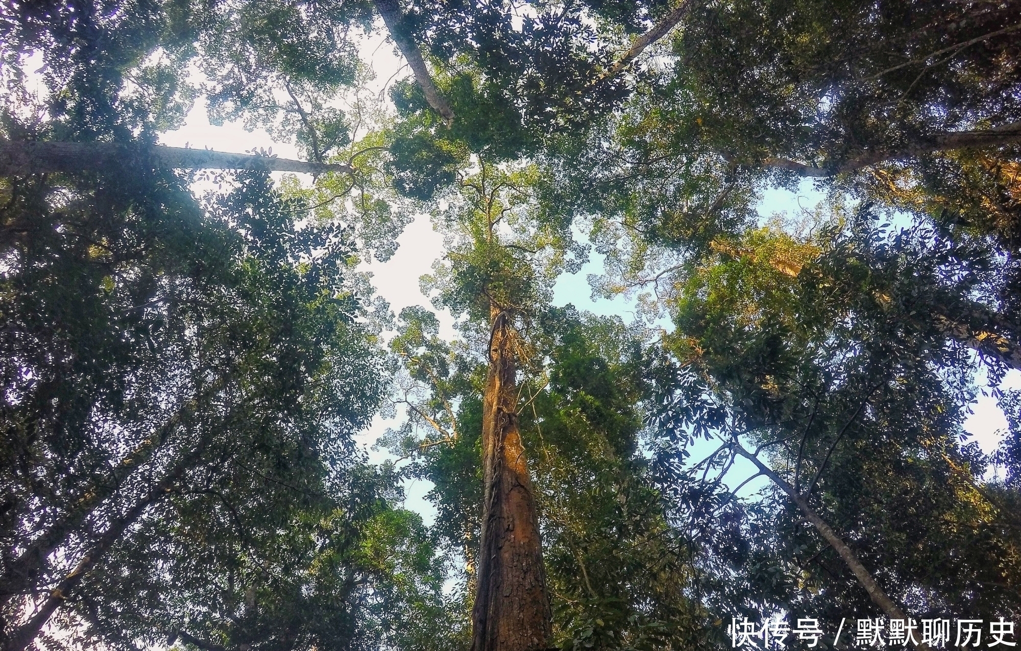 中国唯一被世界公认的热带雨林，为何是游客抬头看风景最多的地方