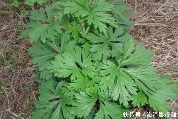 80岁老奶奶每天用一份艾草,4大好处让人惊喜,早知早受益