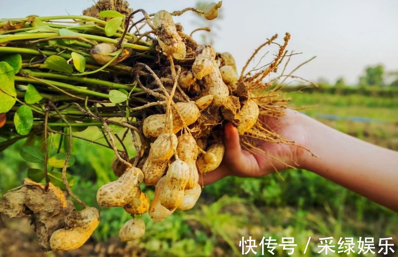 营养物质|生花生和熟花生,哪个营养更高注意这5类人最好少吃,要听劝