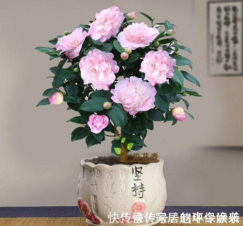 茶花|十月不知养啥花?看看这六种,好养又漂亮,可以放心入手