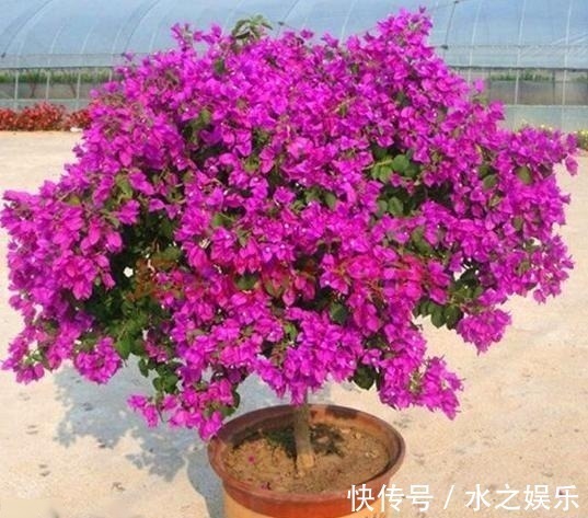 酸性|总是“吃醋”的3种花,隔1个月“吃1斤”,叶片油绿,还蹭蹭长!