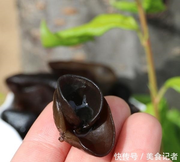 食材|这种生长在长白山的野生食用菌,外形普通,却是日常保健的好食材