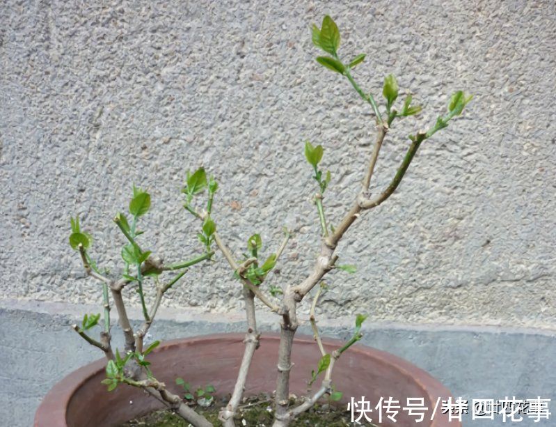 入冬后养茉莉,要“保守静养”,遵守2个规矩,不注意开春收空盆