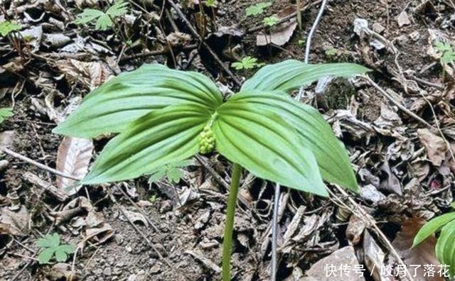 树下生长的“野草”,如今一斤10块钱都买不到,成了“高档菜肴”