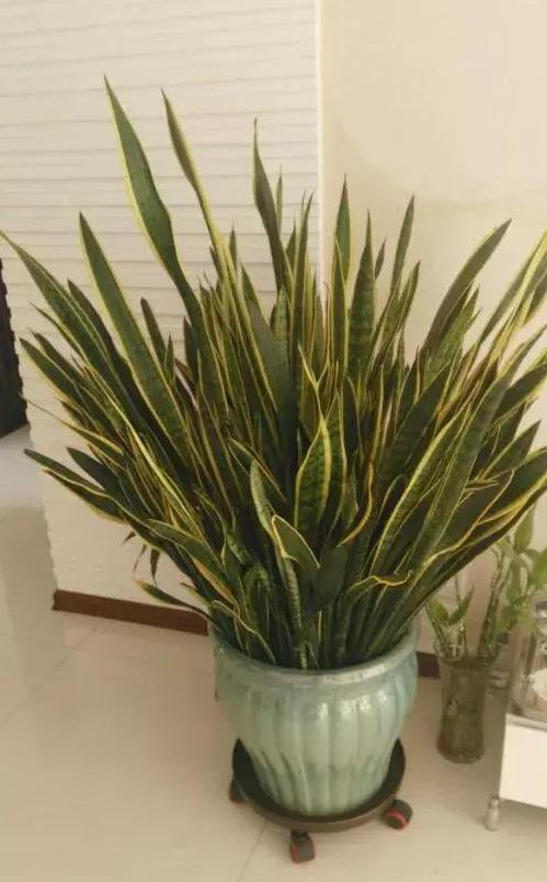 虎皮兰不长芽打开小开关,叶子厚又直,挤满一圈“肥崽子”