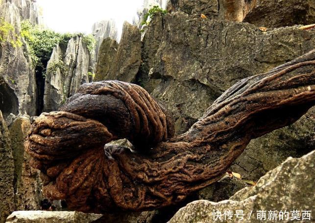 风湿|有一味中药既补血又能活血,还调经,祛风湿,调理气血不足