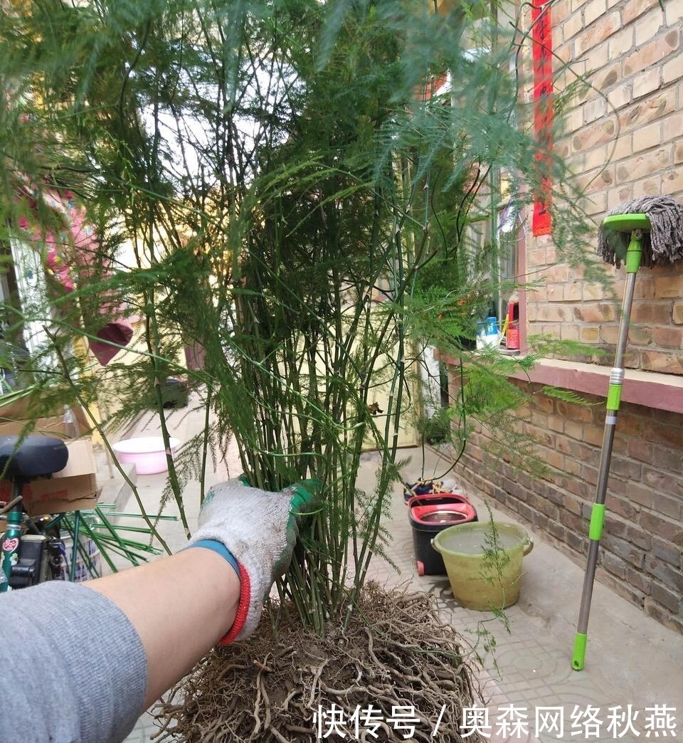 春剪|文竹快速“长爆盆”有秘诀，关键要“春剪”，蹭蹭冒出“小笋芽”