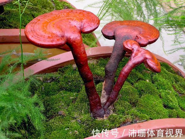 茎杆|老花匠直言:5种花建议去当地花市购买,能不网购尽量别网购