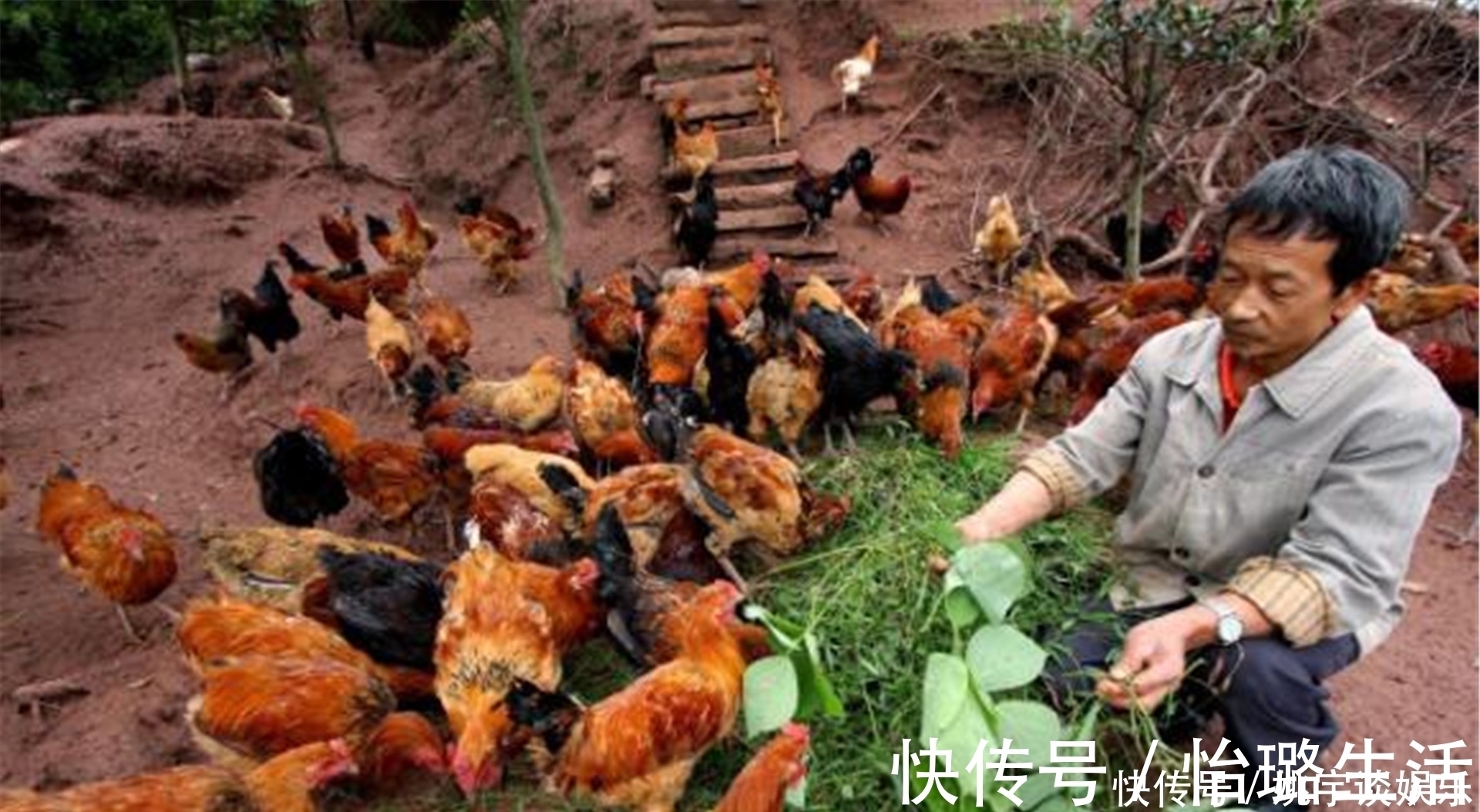 越绝书$农村土鸡“跌落神坛”,为何现在城里人,对农村土鸡没兴趣了?