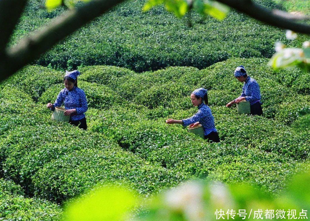 都江堰这片红枫林美炸了，趁着清明假期来打卡