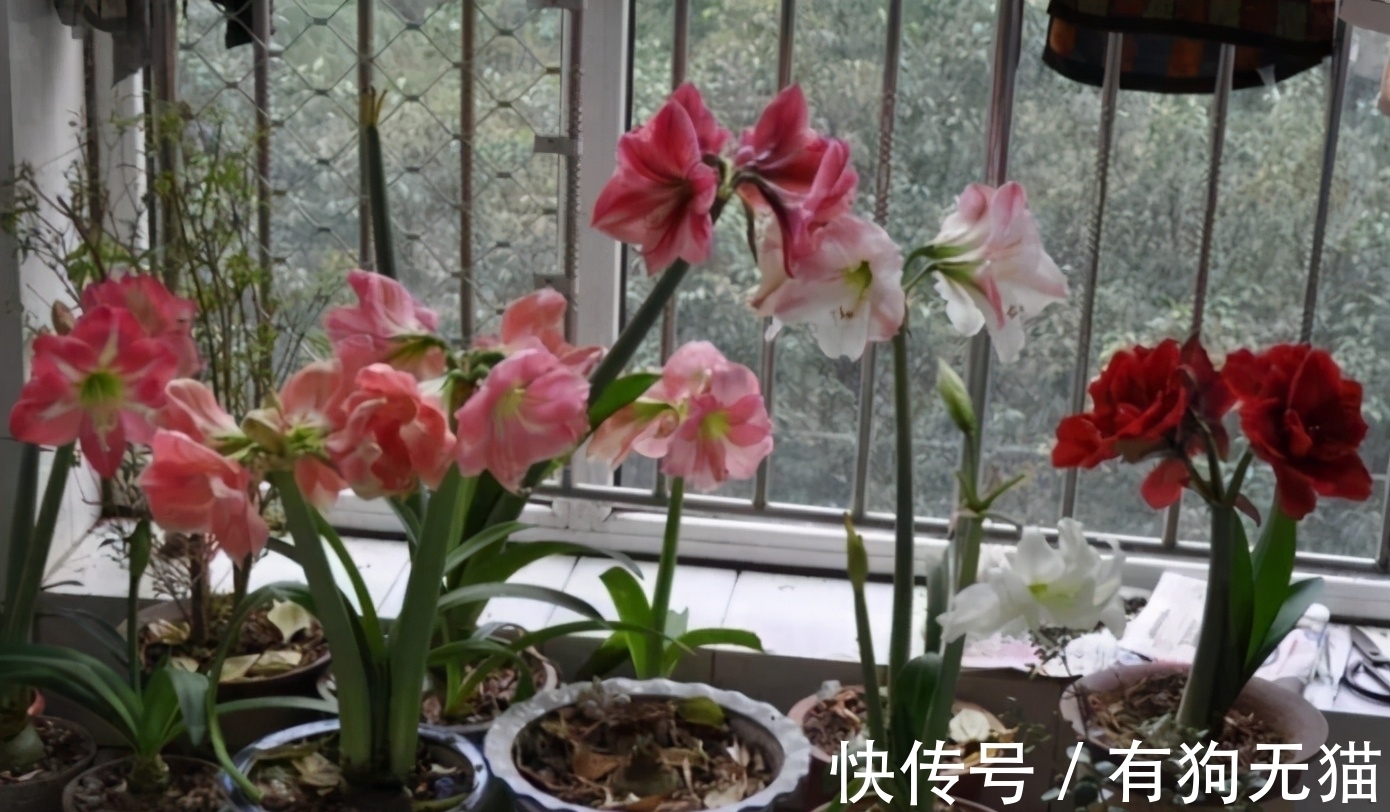 叶片|朱顶红开完花剪掉残花，教你3点“养球”，1步催花，花开会更多