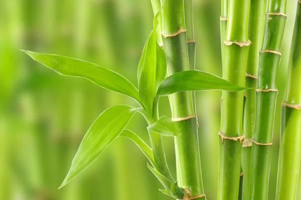 富贵竹都能养死这几点不注意就黄叶,没几天就死翘翘