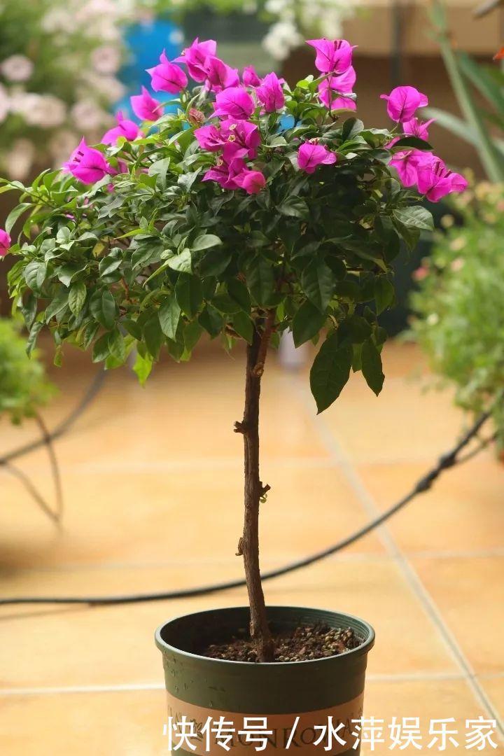 枝条|这3种花现在修剪,下个月花苞满头,今年能开5、6次