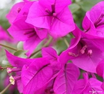 家养三角梅总是难开花这几点做好了，轻松花开爆满盆